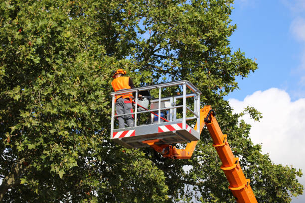 Best Fruit Tree Pruning  in Circle Pines, MN