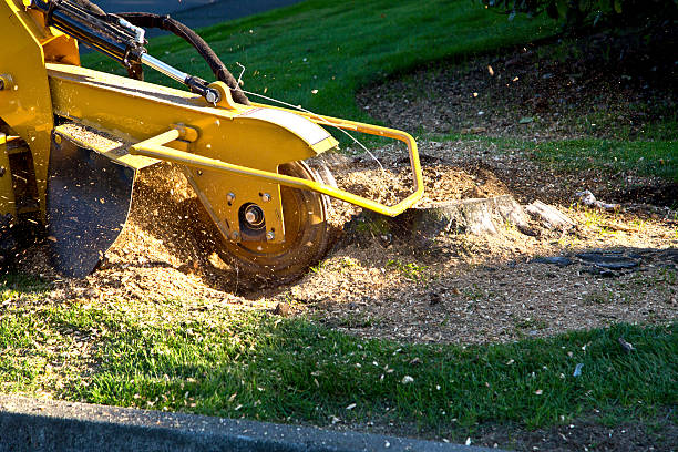 Best Hazardous Tree Removal  in Circle Pines, MN