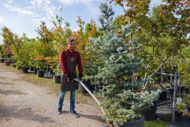 Best Storm Damage Tree Cleanup  in Circle Pines, MN